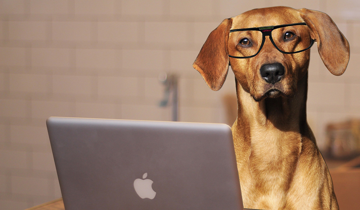 Labrador avec des lunettes devant un ordinateur portable